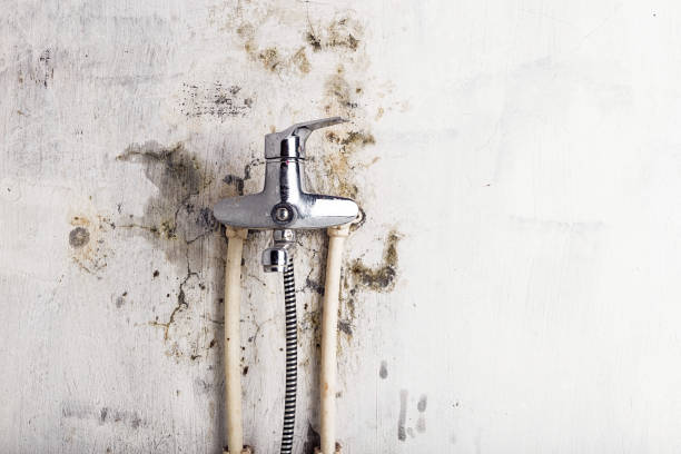 Best Professional Mold Removal  in Basin, WY