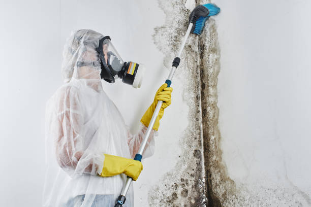  Basin, WY Mold Removal Pros