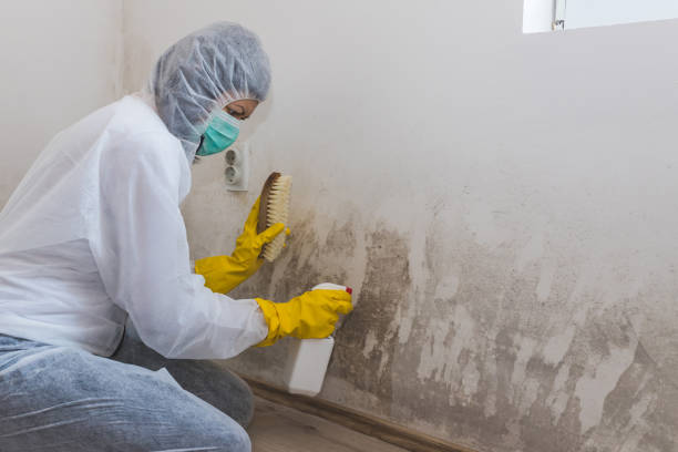 Best Black Mold Removal  in Basin, WY