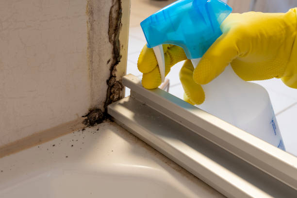Best Attic Mold Removal  in Basin, WY