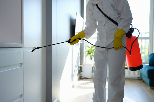 Best Certified Mold Removal  in Basin, WY
