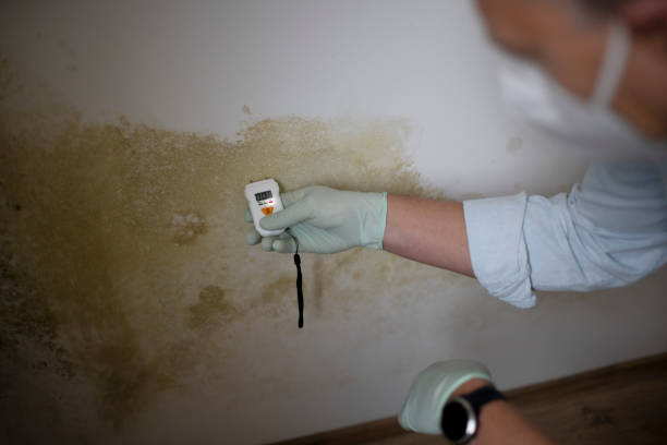 Best Mold Testing  in Basin, WY