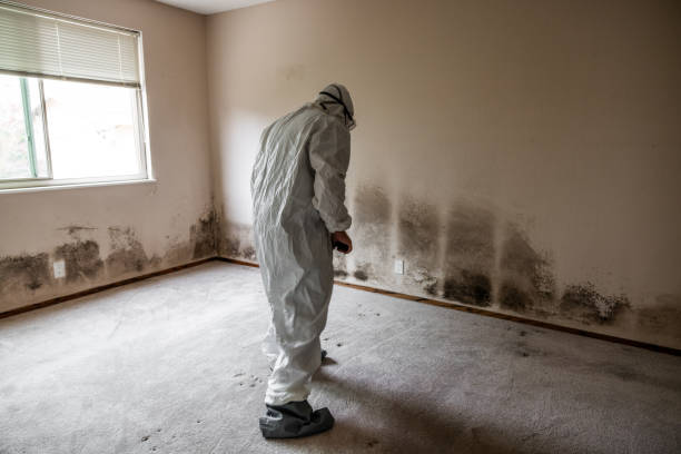 Best Mold Testing  in Basin, WY