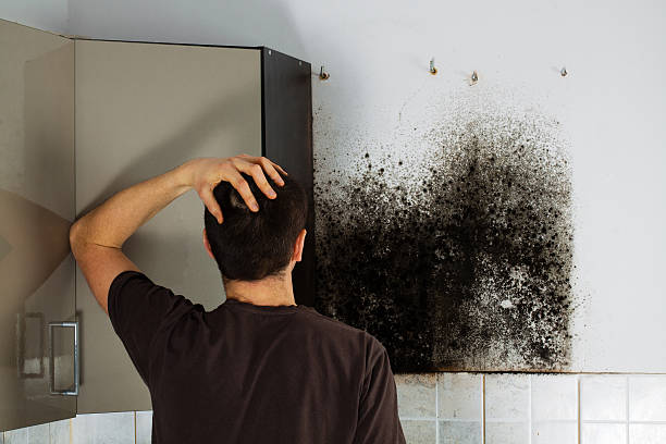 Office Mold Removal Services in Basin, WY